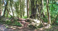 Hoh River Rain Forest