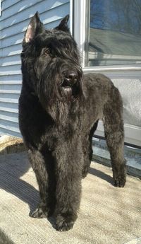 Bouvier des Flandres