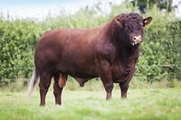 Devon Bull.