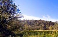 Temperate Deciduous Forest