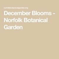 December Blooms - Norfolk Botanical Garden