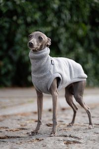 Ce sweat est : Confortable, bien ajusté au corps du chien 🐾 Spécialement conçu pour les lévriers italiens en fonction de leur anatomie Sans danger pour votre chien, avec une taille choisie de manière appropriée couvrant les organes les plus exposés, y compris les reins Fabriqué dans un matériau épais, chaud et respirant Utile lors de longues promenades dans des conditions défavorables, aidant le chien à maintenir une température corporelle confortable et protégeant son pelage de la poussière, d