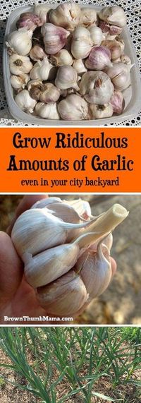 Garlic is amazingly easy to grow. All you need is a sunny spot and these important tips. You'll never have to buy garlic from the store again!