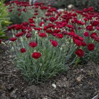 Dianthus 'Electric Red' PP29591 | Walters Gardens, Inc.