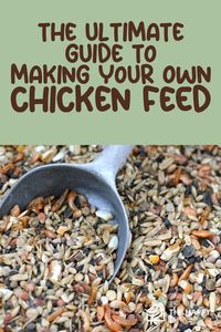 Planning to make your own chicken feed? Making your own chicken feed not only benefits your chickens when it comes to nutrition, but it can also help you owners to save some feed expenses.