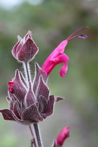 Salvia spathacea / Hummingbird sage. Another California native for the yard