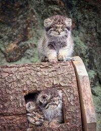 Pallas's cat (Otocolobus manul) kittens