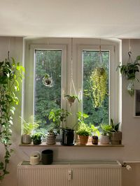 #plants #planting #roominspo #inspohome