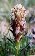 Castilleja densiflora