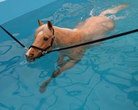 Should your horse swim in an equine swimming pool or on a treadmill? This article breaks down the benefits of swimming in both.