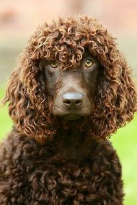 Irish Water Spaniel