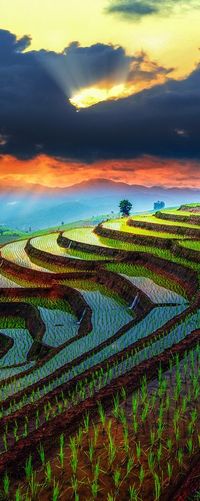 Rice terraces in Chiang Mai, Thailand ◉ re-pinned by http://www.waterfront-properties.com/singerislandrealestate.php