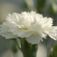 Dianthus plumarius Scent First Memories - Œillet mignardise aux fleurs doubles, frangées, blanc pur, très parfumées.