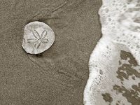 There's a Gorgeous Sand Dollar Beach in Oregon And You Must Go | That Oregon Life