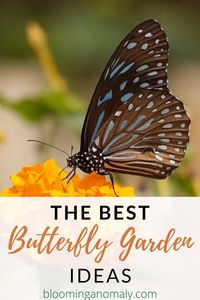 Read about some of the best butterfly garden ideas right here in this post!