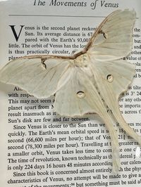 luna moth, moth, insects, moth taxidermy, oddities, unorthodox