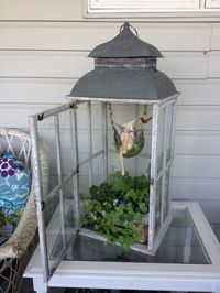 Fairy Garden in a lantern! Yes!!  I already have the lantern too!!  Sweet!!!!!