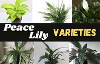 Like other peace lily varieties, you will be amazed at their uniquely hooded, white flowers and hardy nature. They are low maintenance. 