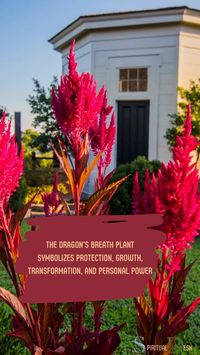 The dragon’s breath plant symbolizes protection, growth, transformation, and personal power. Discover the mystical allure of the dragon’s breath plant and unlock its spiritual meaning. Delve into the enthralling secrets this vibrant plant holds within its vivid foliage. #plantsofinstagram #unlock #discover #foliage #secret #meaning #plants