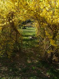 Pruning and Shaping Forsythia - a Poll - Pennsylvania Gardening Forum - GardenWeb