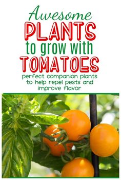 tomatoes growing on the plant with text overlay that says awesome plants to grow with tomatoes