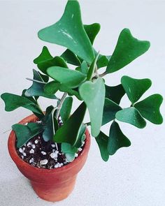 a small potted plant with green leaves