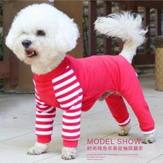 a small white dog wearing a red and white striped t - shirt with long sleeves