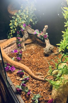 an aquarium with plants and rocks in it