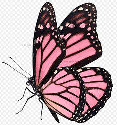 Pink Monarch Butterfly, Butterfly Live, Yellow Aesthetic Pastel, Wall Art Tutorial, Pink Tattoo, Mens Fashion Illustration, Aesthetic Shop, Rose Tattoo Design