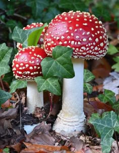 two red mushrooms sitting on the ground surrounded by leaves and ivy, with one mushroom covered in white speckles