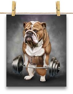 a bulldog with a barbell on it's back is hanging from a rope