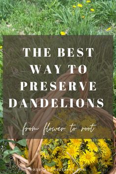 Preserving Dandelions- Honey & Nectar Co. Dandelion Preservation, Dandelion Oil, Fat Burning Breakfast, Edible Weeds, Goat Milk Recipes, Preserving Herbs, Dandelion Tea, Dandelion Leaves, Dandelion Root