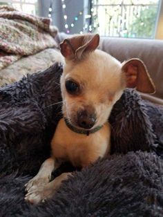 a small dog laying on top of a blanket