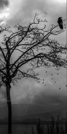 a black and white photo of a tree with birds in it