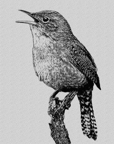 a black and white drawing of a bird sitting on a branch with its beak open