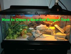 an aquarium filled with rocks and plants next to a bottle of wine that says how to clean a bearded dragon tank