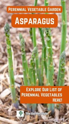 asparagus growing in the ground with text overlay that reads, perennial vegetable garden asparagus explore our list of perennial