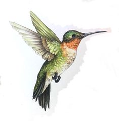 a hummingbird flying through the air with its wings spread