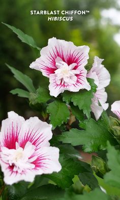 pink and white flowers with green leaves in the foreground text reads starblast chiffon hibiscus