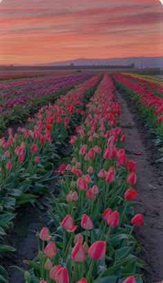 a field full of pink tulips at sunset