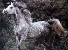 a gray and white horse is galloping in front of some trees on a cloudy day