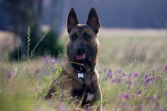 a dog is sitting in the grass with its tongue out and it's mouth open