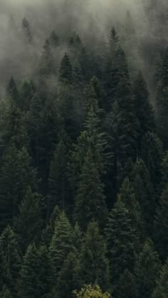 the forest is covered in fog and low lying trees