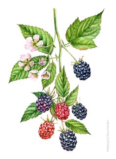 raspberries and blackberrys on a branch with leaves, flowers and buds painted in watercolor