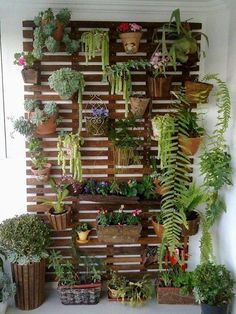 several plants are hanging on the wall in front of potted plants and wooden pallets