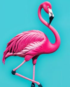 a pink flamingo standing on its hind legs