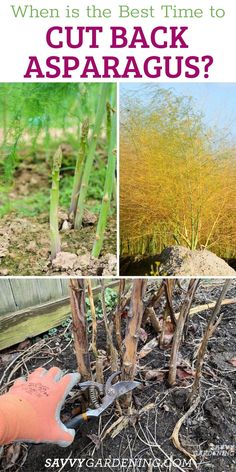 some plants that are growing out of the ground with text overlay saying when is the best time to cut back asparagus?