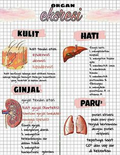 an organ diagram with the names and description