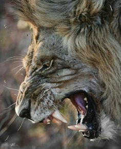 a close up of a lion with its mouth open