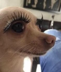 a close up of a dog with long lashes on it's head and a person in the background